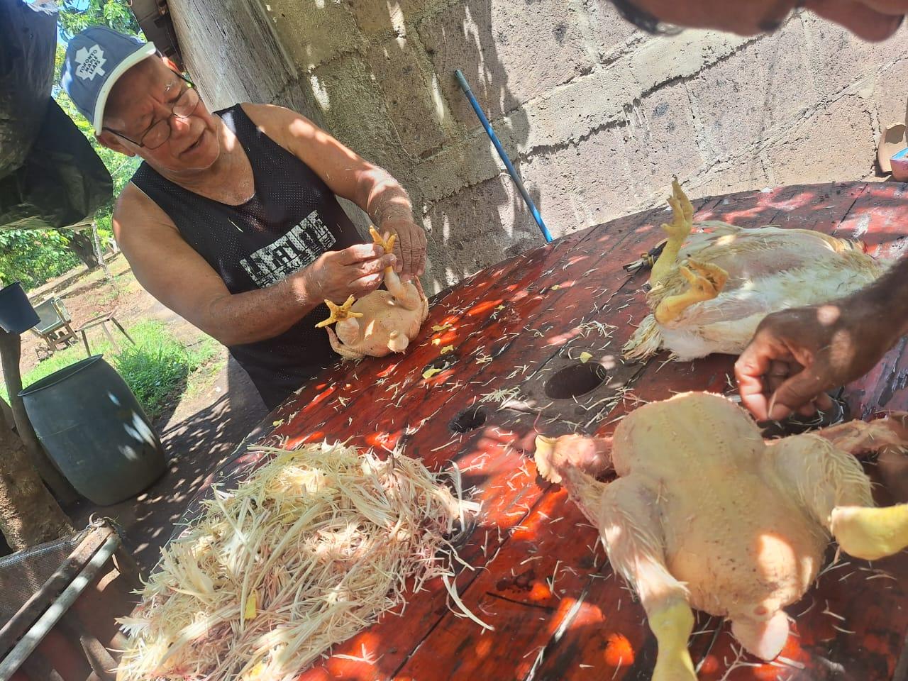 POLLO4