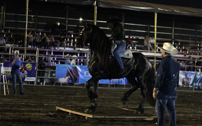 FERIA-(10)