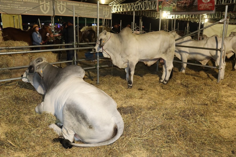 FERIA-(10)