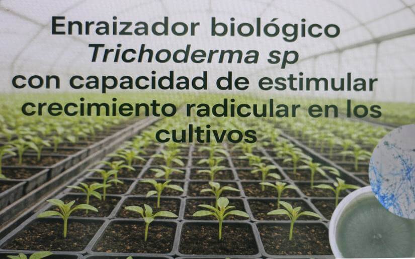 BIO6