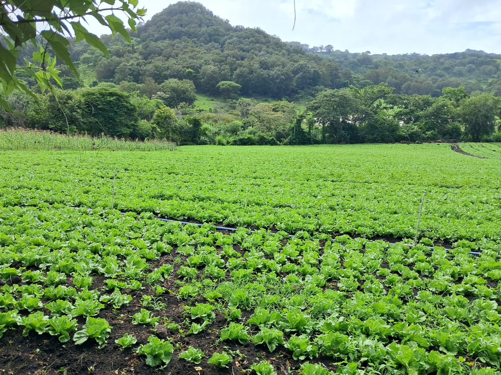 LECHUGA2
