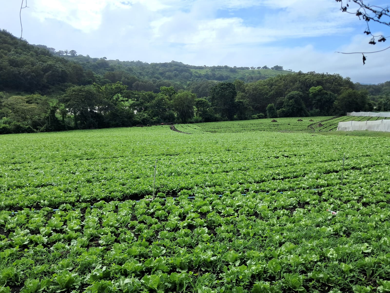 LECHUGA3