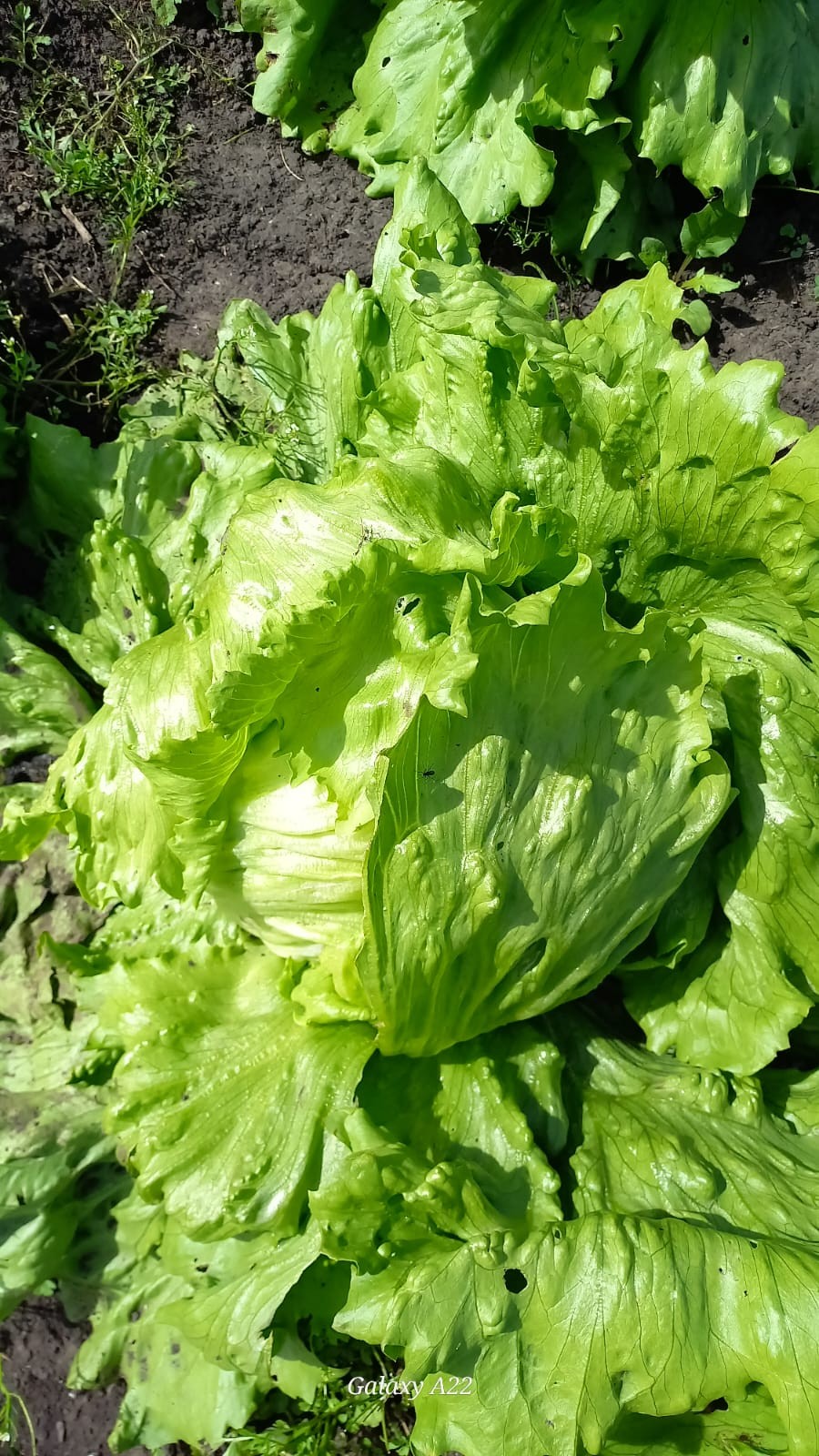 LECHUGA4