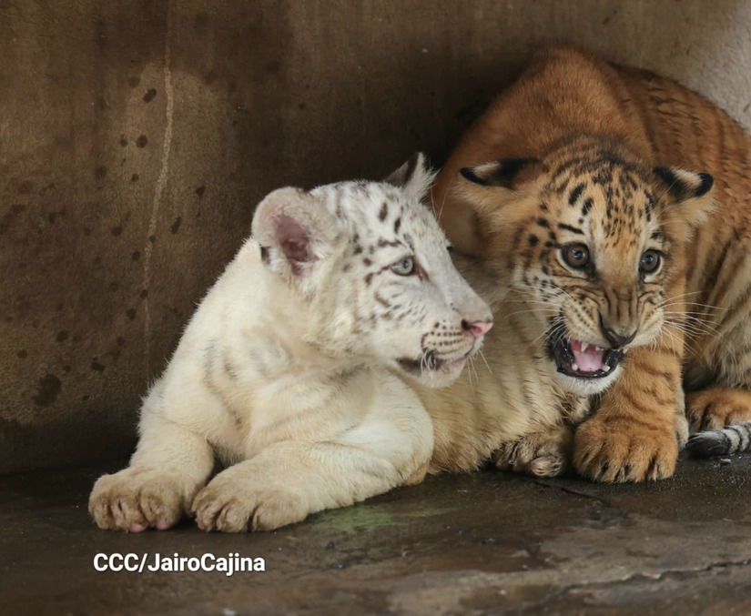 TIGRES1