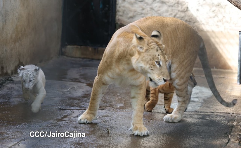 TIGRES18