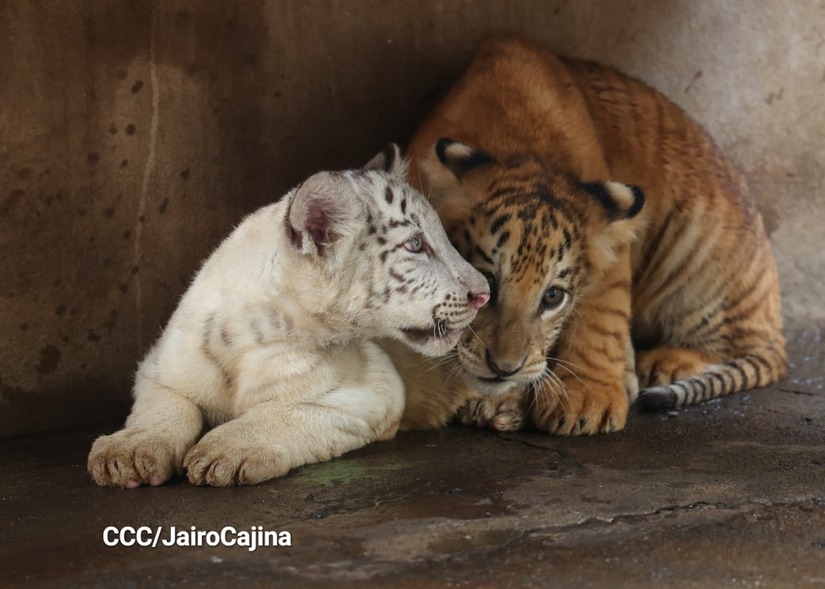 TIGRES2