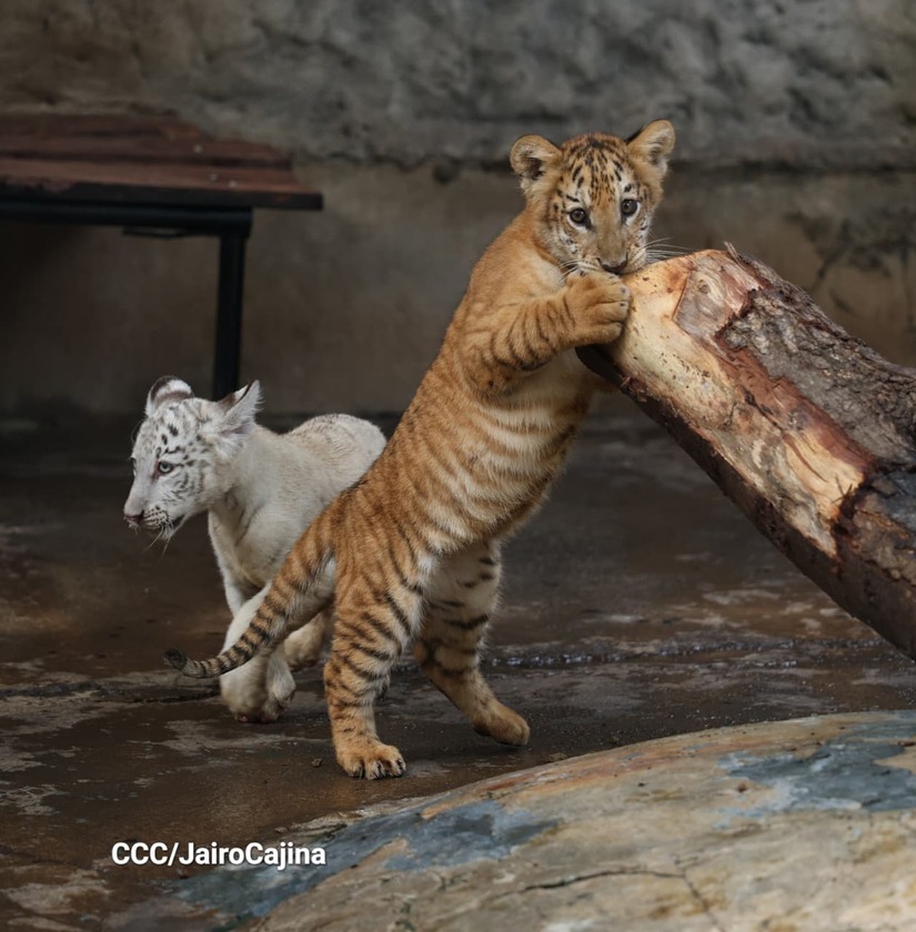 TIGRES6