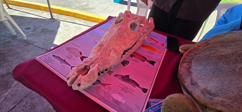PESCA19