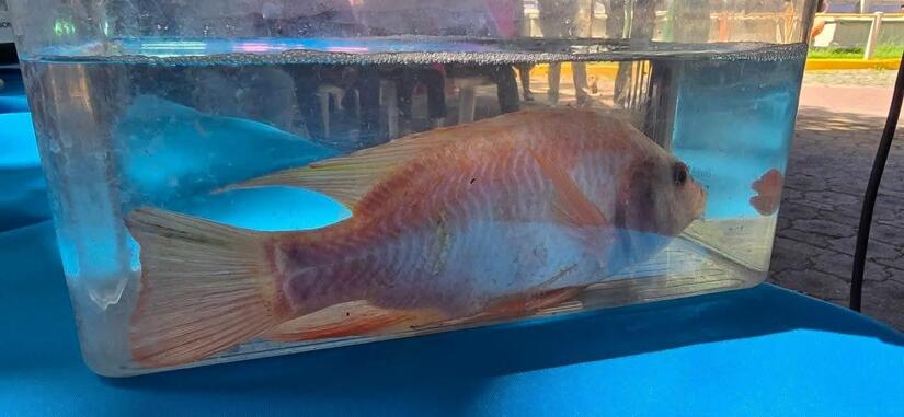 PESCA25