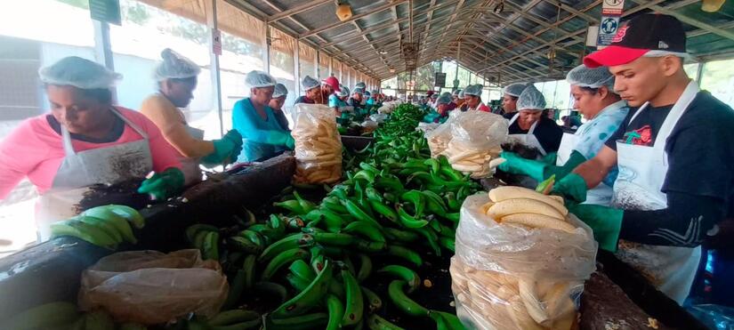 Produccion-de-platano-1