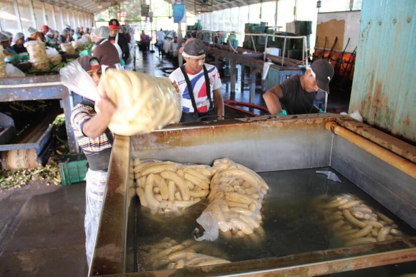 Produccion-de-platano-3