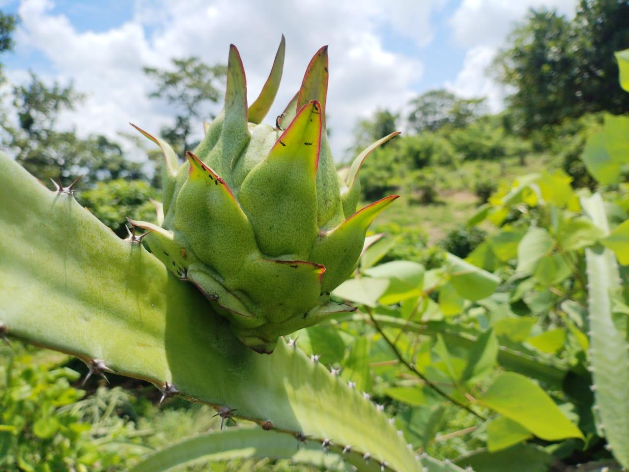 PITAYA3