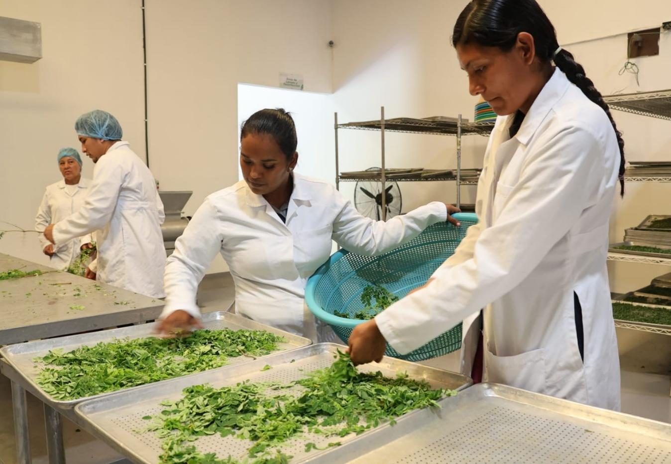MORINGA2
