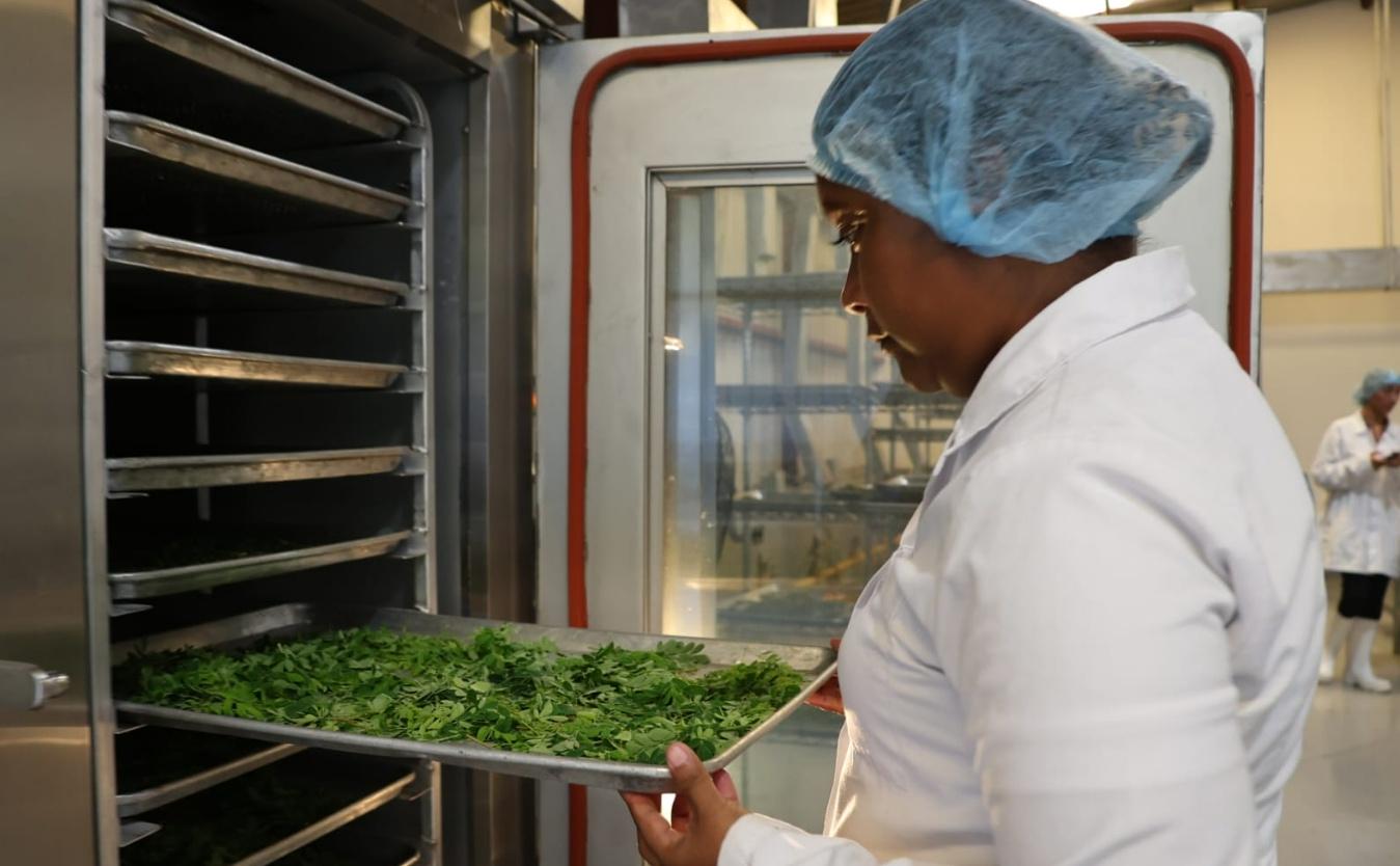 MORINGA3