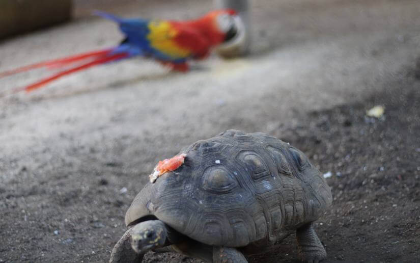 ZOOLOGICO-(1)