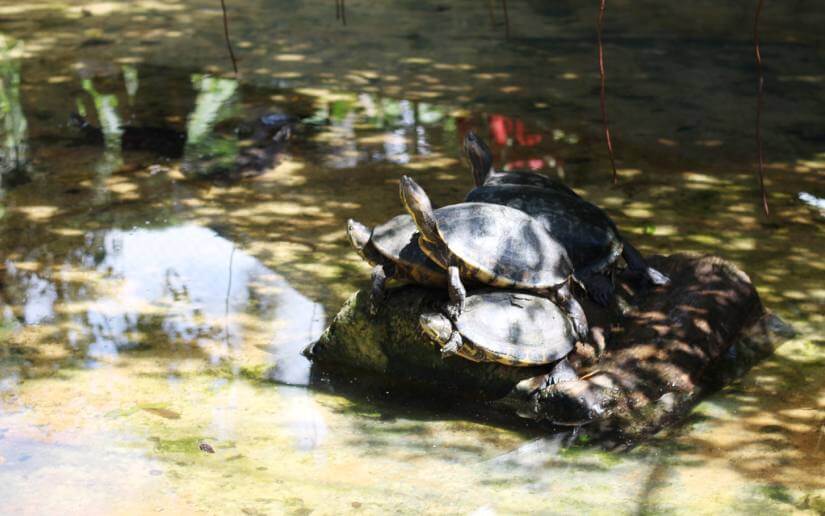 ZOOLOGICO-(3)