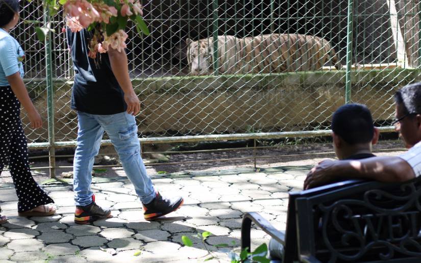 ZOOLOGICO-(6)