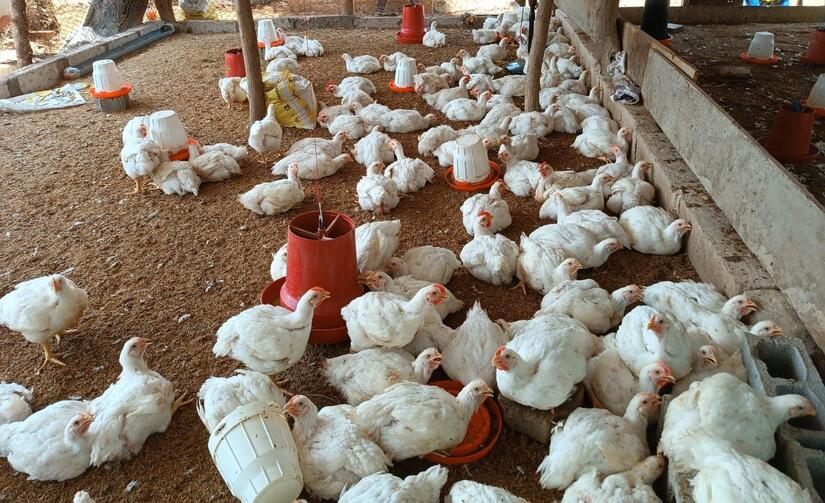 Produccion-de-carne-de-pollo-Nicaragua-4