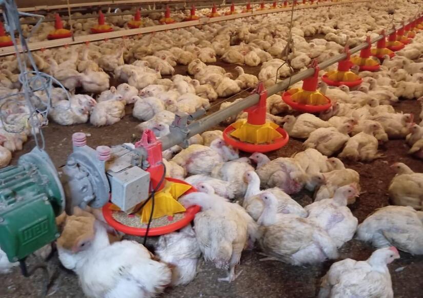 Produccion-de-carne-de-pollo-Nicaragua-5