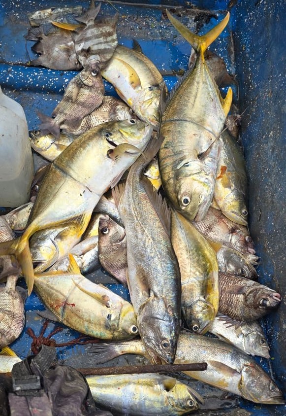 PESCA16