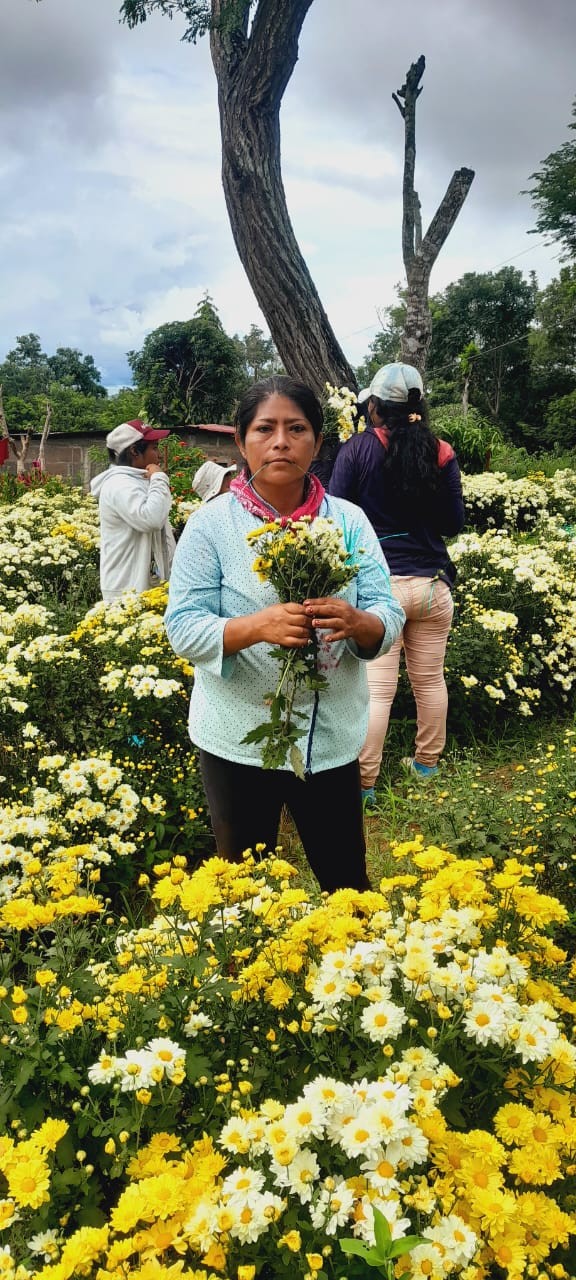 FLORES4