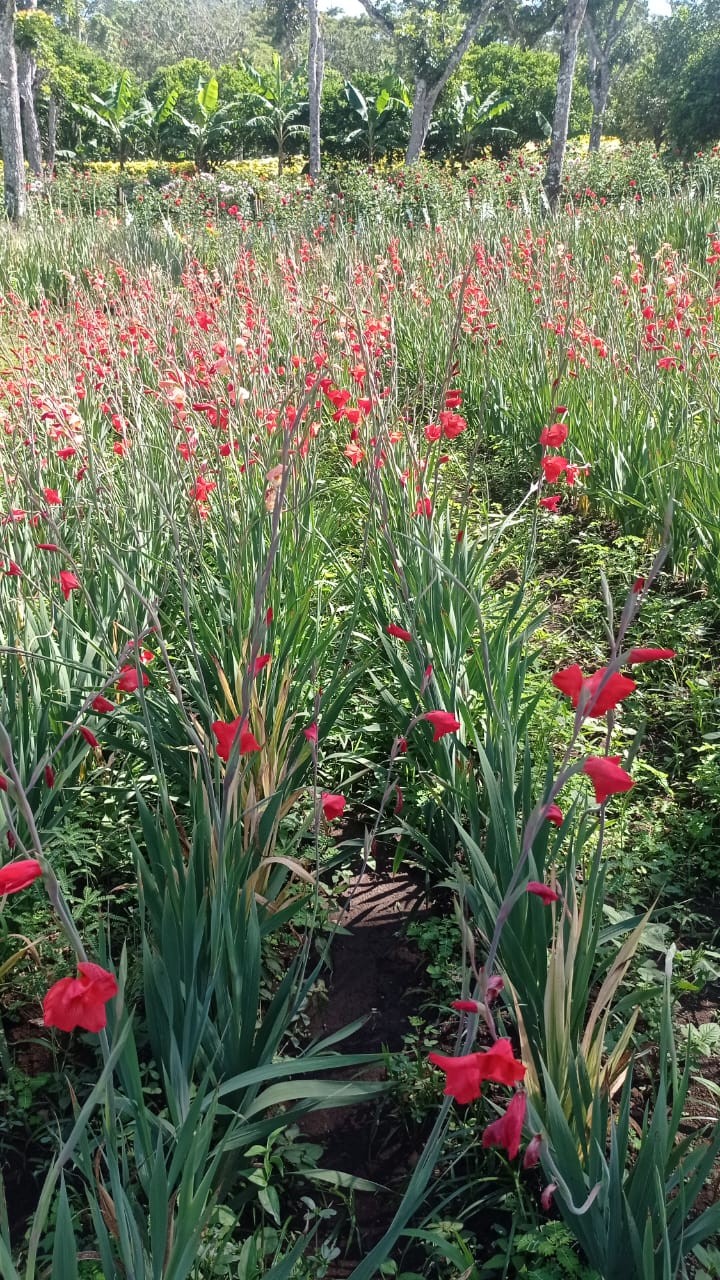 FLORES6