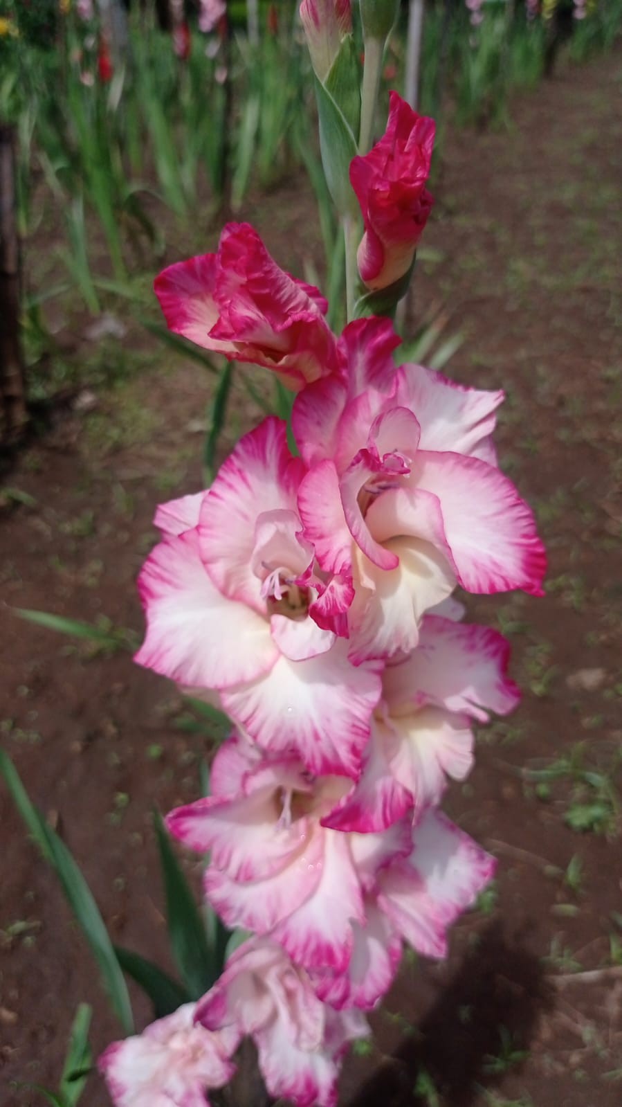 FLORES8