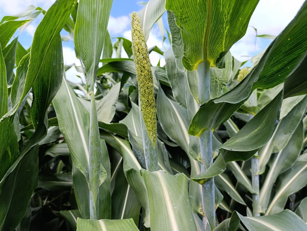 SORGO1