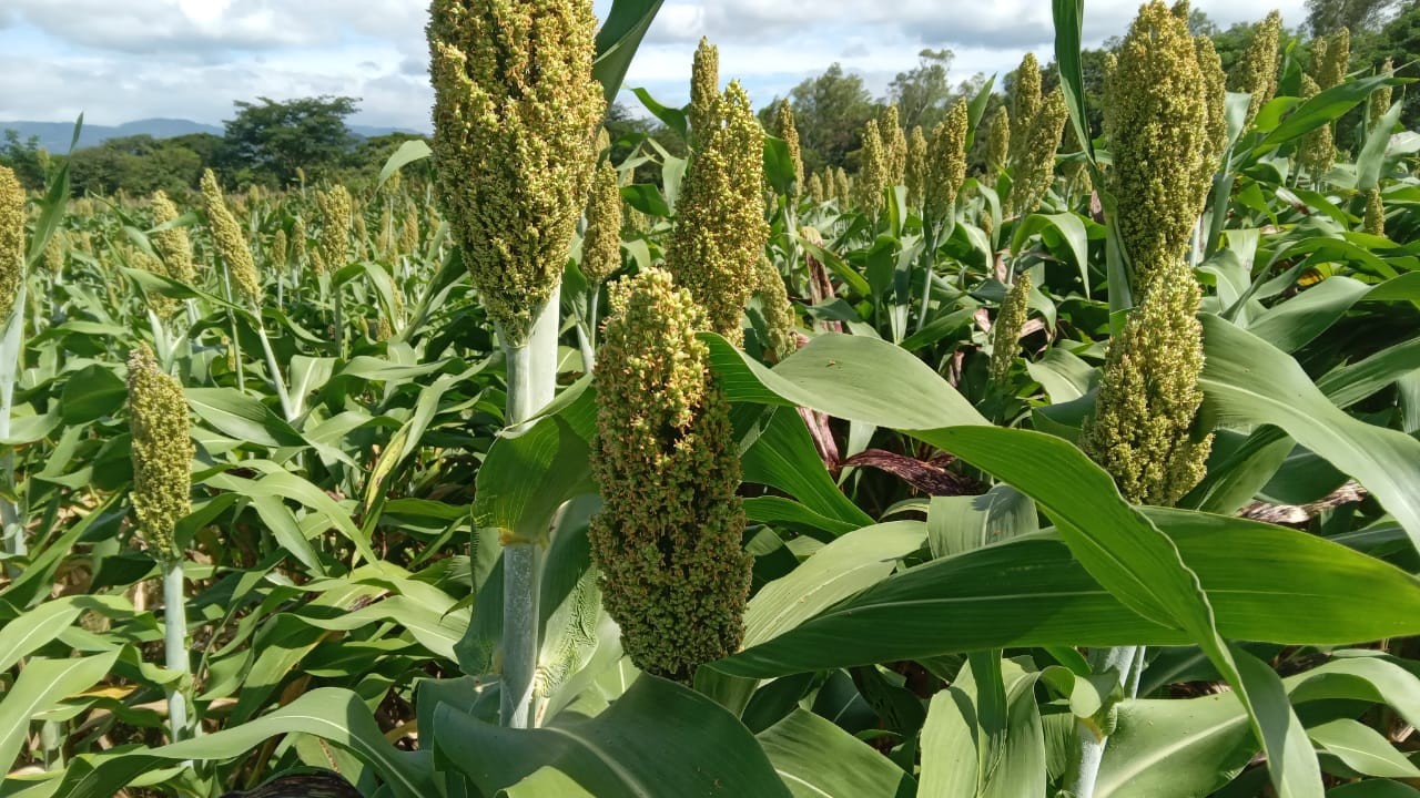 SORGO4