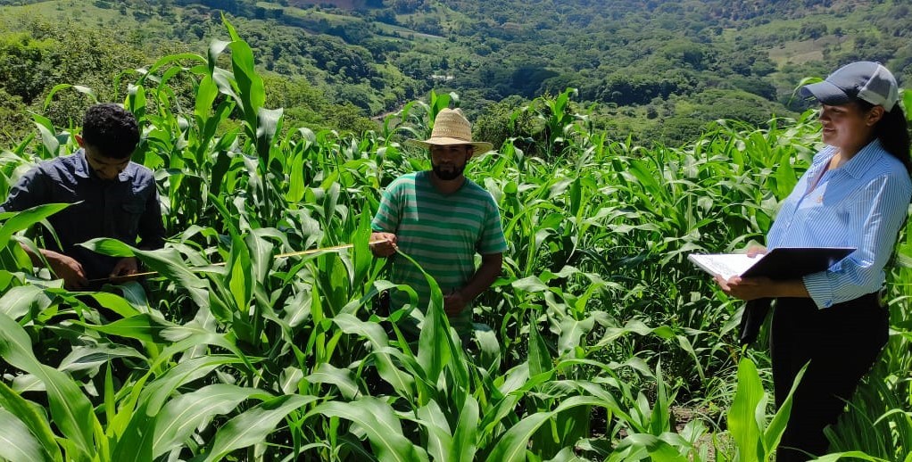 SORGO5