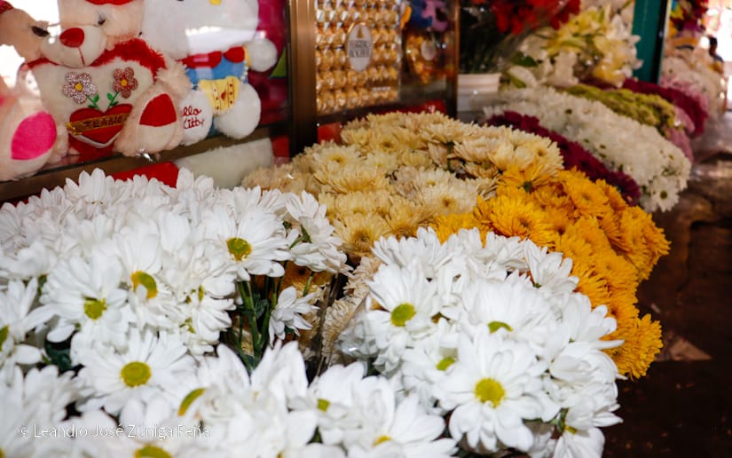 FLORES7