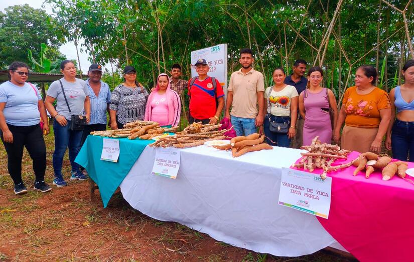 YUCA7