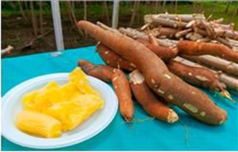 YUCA8
