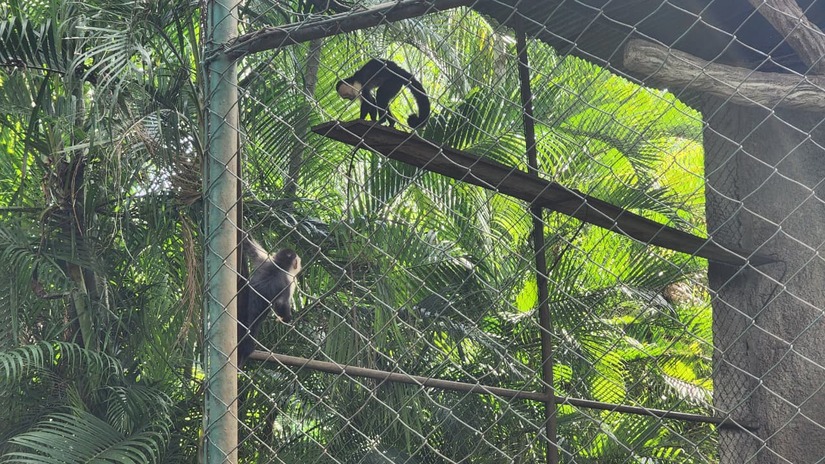 ZOOLOGICO-(13)
