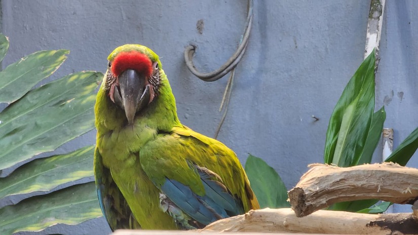 ZOOLOGICO-(15)