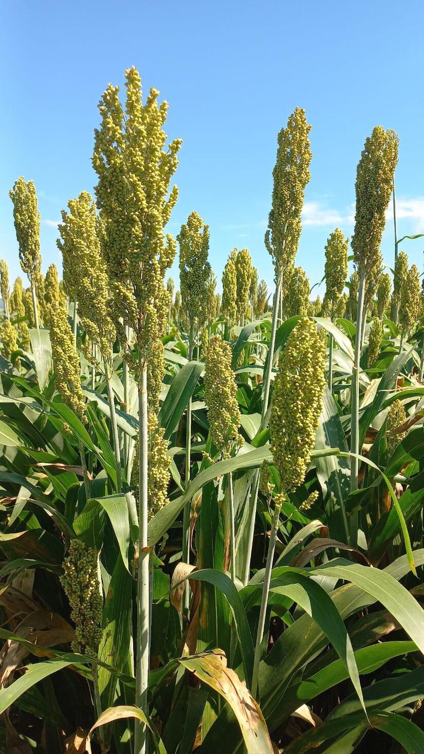 Sorgo-en-Nicaragau-2