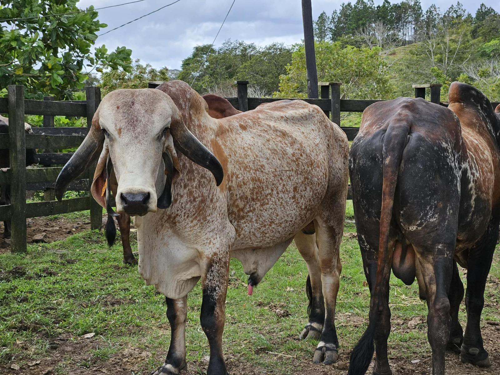 INTA7