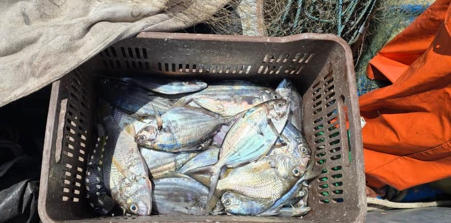 INPESCA6