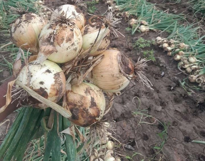 CEBOLLA1