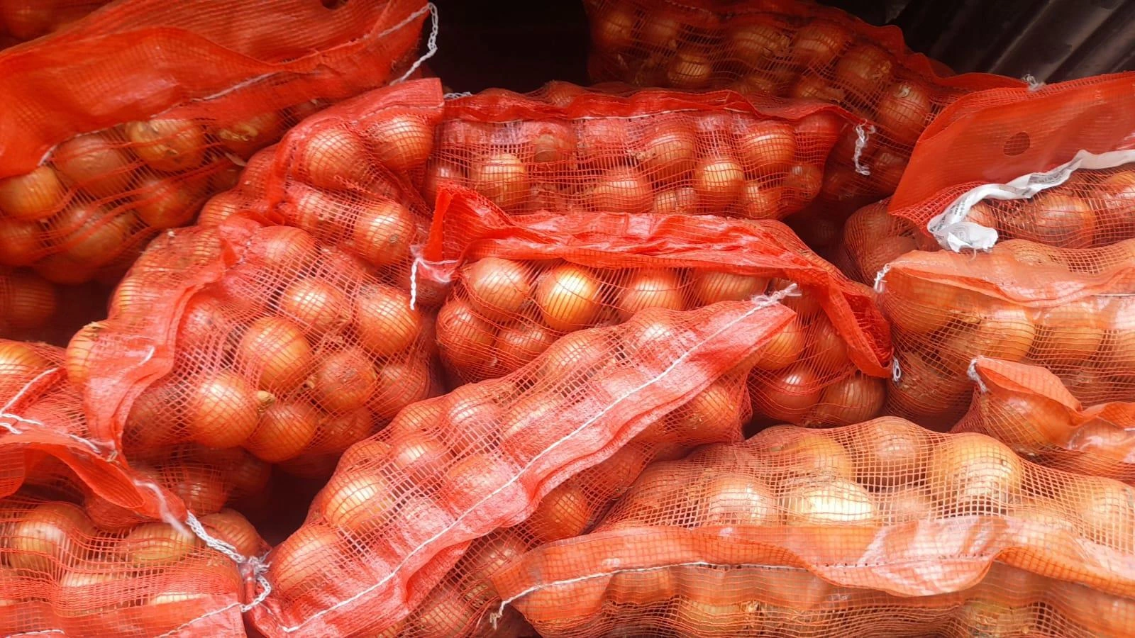 CEBOLLA3