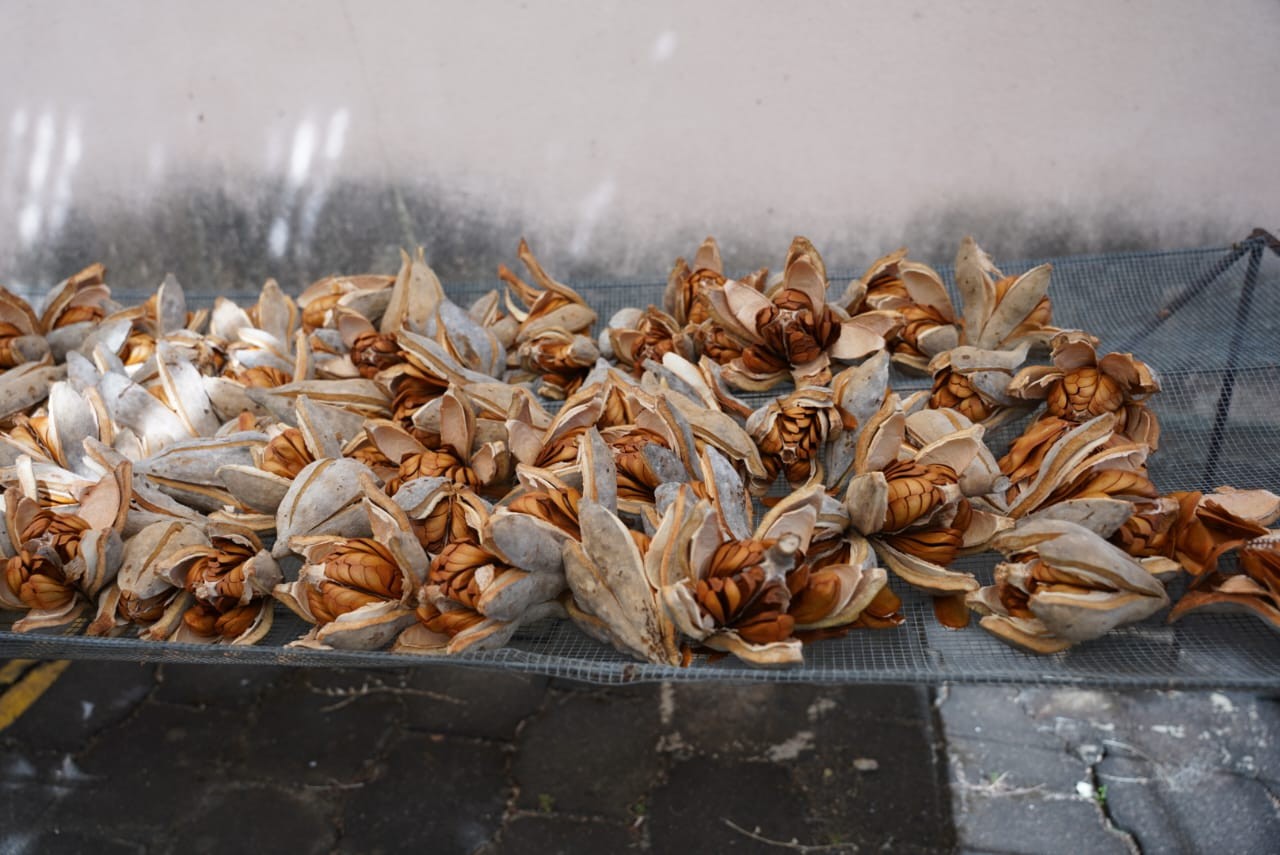 SEMILLAS-FORESTALES3