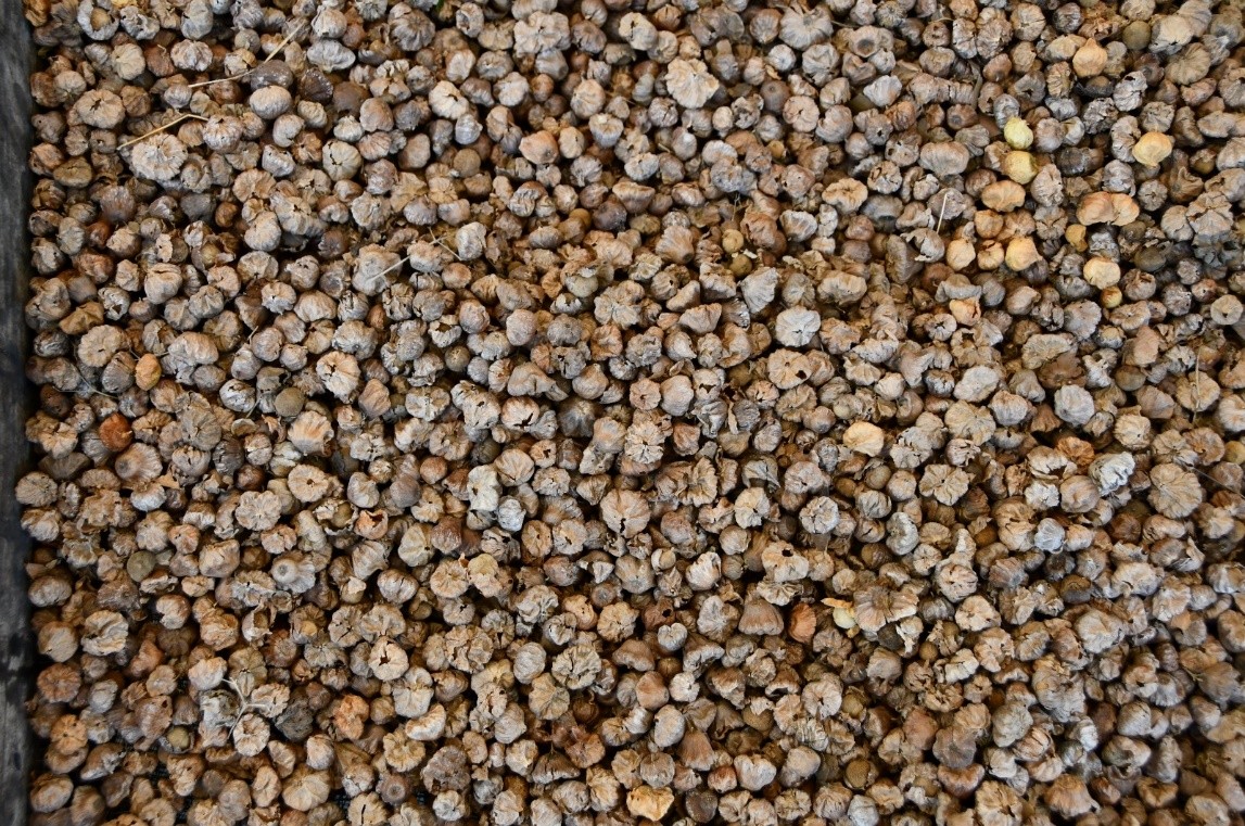 SEMILLAS-FORESTALES5