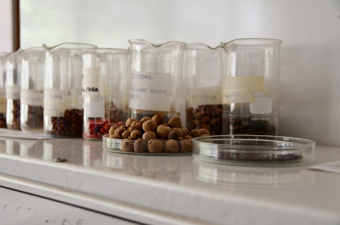 SEMILLAS-FORESTALES8