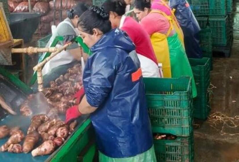 Produccion-de-quequisque-1