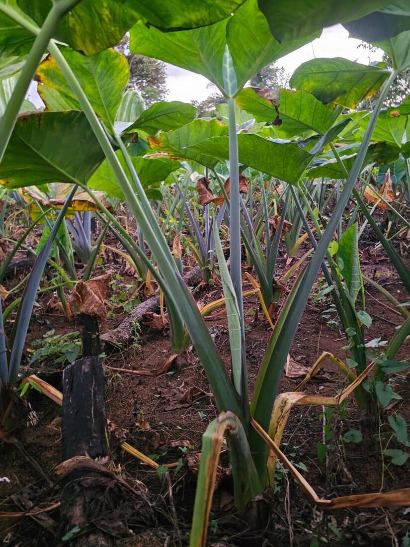 Produccion-de-quequisque-4