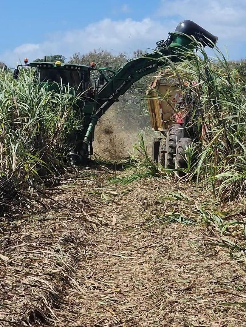 Produccion-de-azucar-3