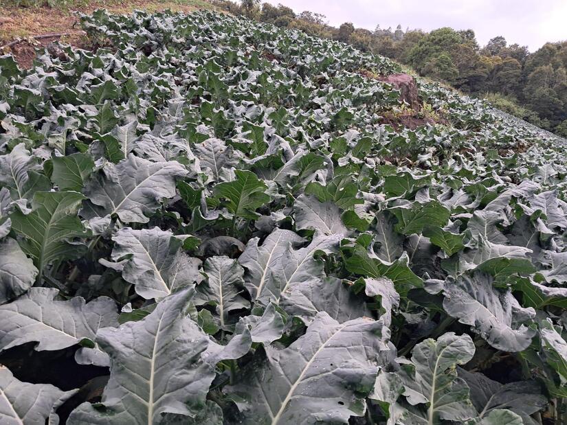 Produccion-de-brocoli-3