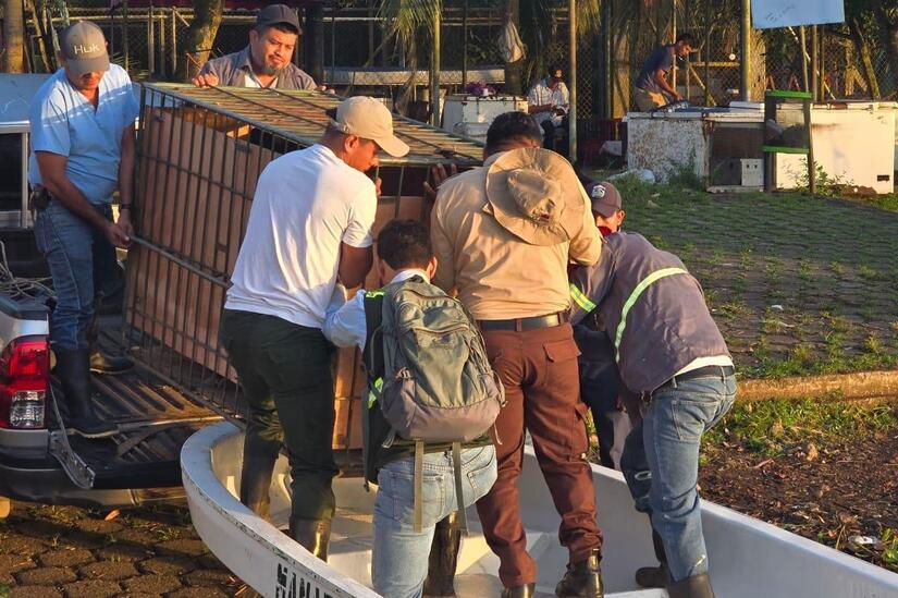 Tapir-en-Nicaragua-4