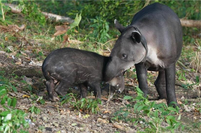 Tapir-en-Nicaragua-5