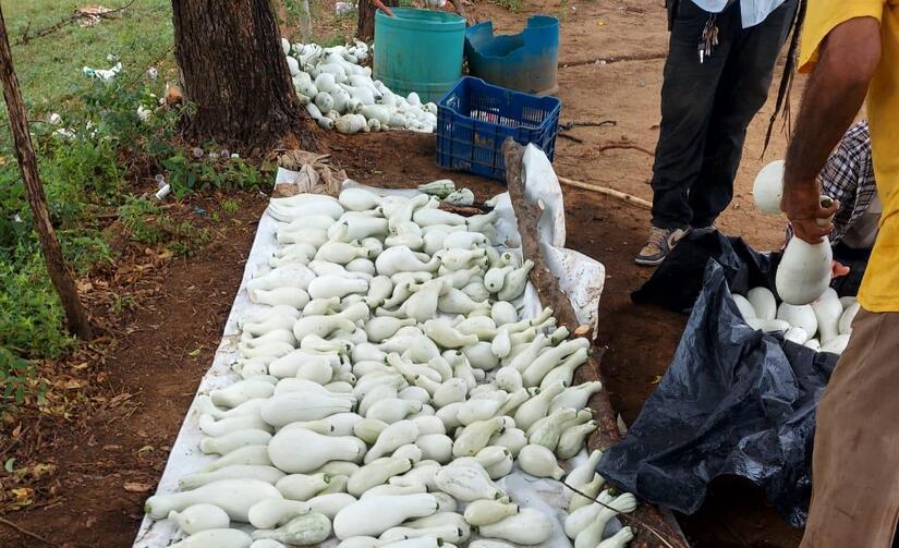 Produccion-de-Pipian-2